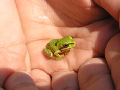 a small green frog sitting on the palm of someone's hand