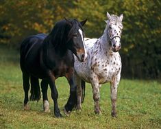 two black and white horses standing next to each other on a field with trees in the background