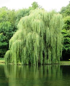 a large willow tree sitting on top of a lake next to lush green trees and bushes