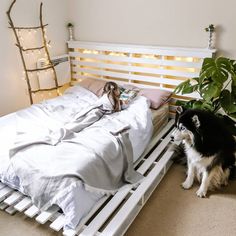 a black and white dog sitting on top of a bed next to a potted plant