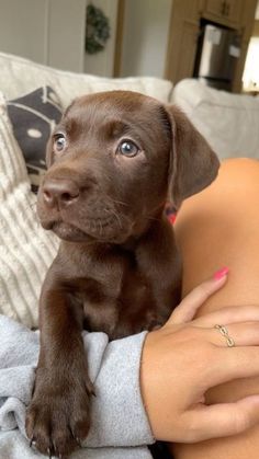 a brown puppy sitting on top of a woman's lap with her arm wrapped in a blanket