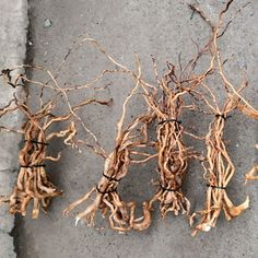 several pieces of tree root on the ground with wire wrapped around them and some leaves still attached to it