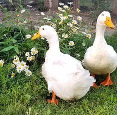 two white ducks standing in the grass near daisies