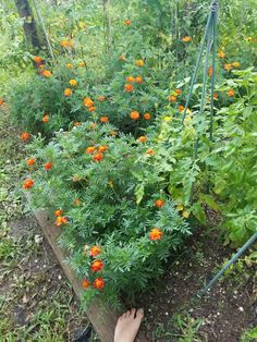 someone reaching for an orange flower in the middle of a garden filled with green plants