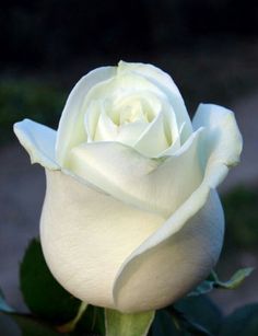 a white rose with the words life itself met