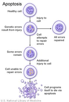 the life cycle of an animal cell