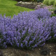 purple flowers are growing in the garden