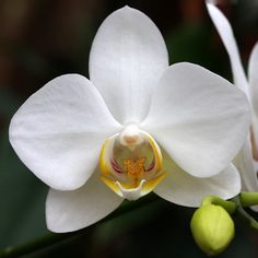 a white flower with yellow stamen in the center