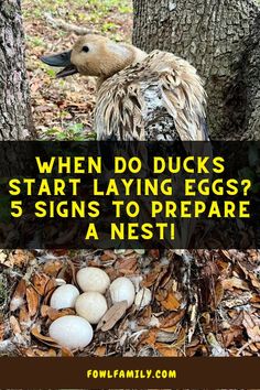 When Do Ducks Start Laying Eggs When Do Ducks Start Laying Eggs, Duck Care For Beginners, Duck Nesting Box Ideas, Duck Runs, Duck Raising, Duck Symbolism, Ducks As Pets, Duck Nesting