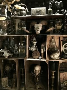 a shelf filled with lots of different types of skulls and other items on it's sides