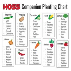 a chart with different vegetables and their names