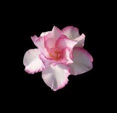 a pink and white flower on a black background