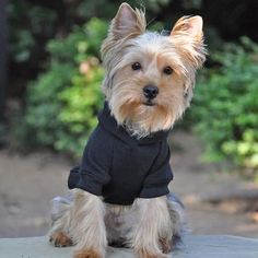 a small dog wearing a black shirt sitting on top of a cement slab with trees in the background