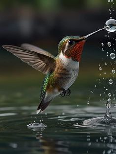 a hummingbird taking a bath in the water with it's wings spread out