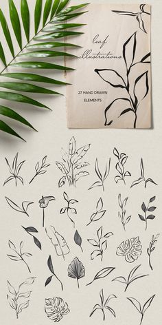 a bunch of plants that are on top of a white surface with the words, plant identification