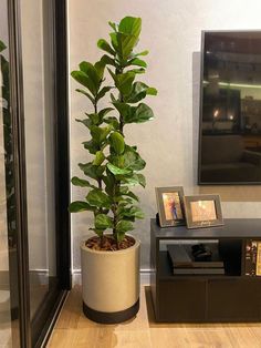 a potted plant sitting on top of a wooden table next to a wall mounted tv