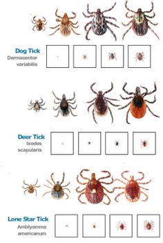 tickes and bed bugs are shown in this worksheet