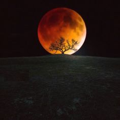 a full moon is seen in the dark sky with trees silhouetted against it's surface