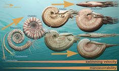 the life cycle of an ocean animal is shown in this diagram, with different types of sea animals