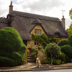 a dog sitting in front of a thatched roof house with trees and bushes around it