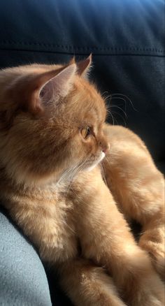 an orange cat laying on top of a blue couch