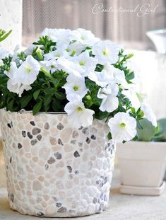 some white flowers are in a pot on a window sill