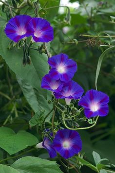 three blue flowers with green leaves in the foreground and one purple flower on the right