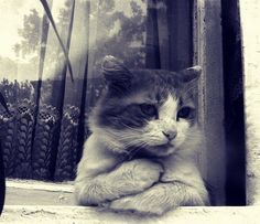 black and white photograph of a cat sitting on a window sill