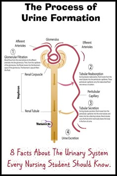 the process of urne formation and its functions in human body, with text on it