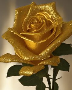 a gold colored rose with green leaves