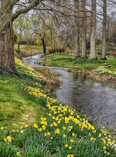 a river running through a lush green forest filled with yellow daffodils and trees