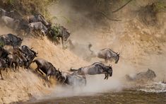 wildebeest run into the water as they leap out of the river to drink