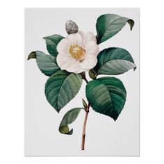 a white flower with green leaves is shown on a light colored background that says tappenes camellia carolina spencera