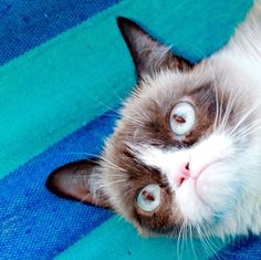 a siamese cat laying on its back with it's eyes open and looking up