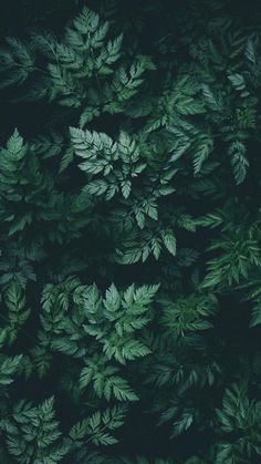 an overhead view of green leaves in the dark