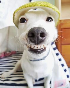 a white dog wearing a yellow hat and smiling at the camera with his mouth wide open