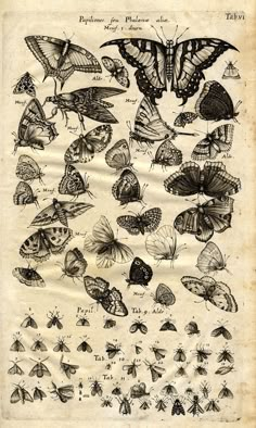 an old book with butterflies and moths on it's pages, in black ink