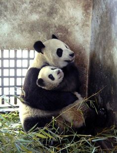 two panda bears cuddle together in an enclosure