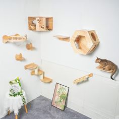 a cat sitting on top of a wooden shelf next to shelves with cats in them