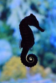 a black sea horse standing on its hind legs