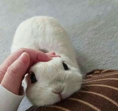 a person petting a small white rabbit on the back of a brown and tan pillow