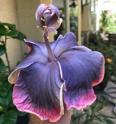 a close up of a purple flower in front of a house