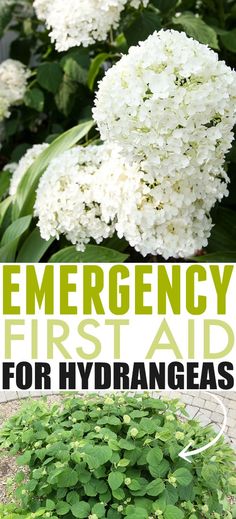 white hydrangeas in the garden with text overlay that reads emergency first aid for hydra