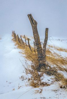 a lone tree stands in the snow near a barbed wire fence on a foggy day