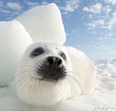 an animal that is laying down in the snow and looking at the camera with its eyes wide open