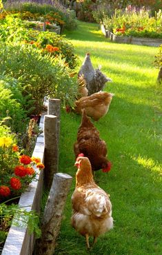 three chickens are walking in the grass next to some flowers and trees, near a wooden fence