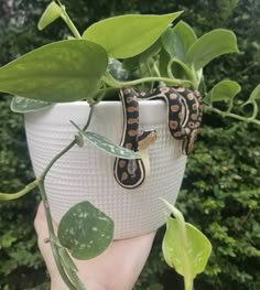 a hand holding a white cup with a snake on it and green plants in the background