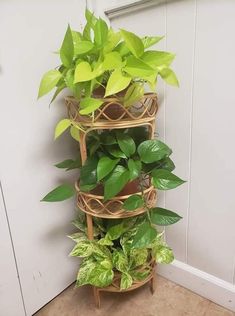 Plant Goals, نباتات منزلية, Small Balcony Garden, Plants Ideas, Inside Plants, Pothos Plant, Plant Decor Indoor, Plant Aesthetic, House Plants Decor