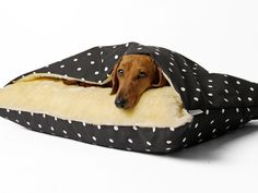 a brown dog laying on top of a black and white polka dot covered pillow bed