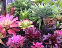 many different types of plants in a garden